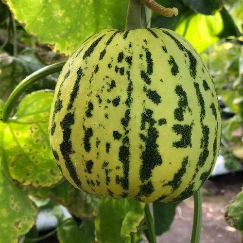 吃甜的瓜,尽享夏日美味时光