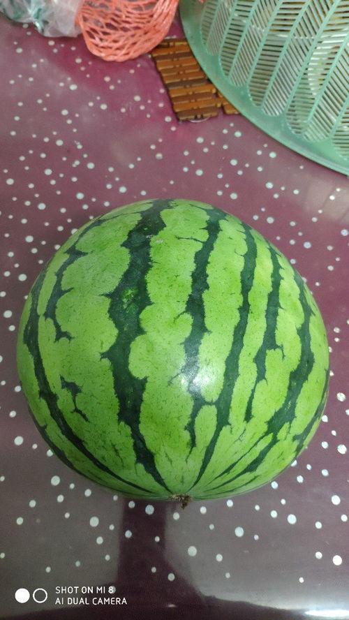 吃瓜神器开大西瓜,尽享夏日清凉——揭秘吃瓜神器