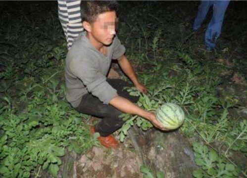 海南男子偷瓜吃中毒,警醒夏日采摘安全意识