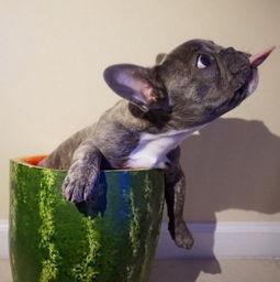 狗狗可以吃牛角瓜吗,狗狗能否安全食用牛角瓜？揭秘宠物饮食之谜